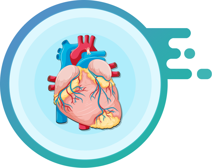 A vector image of a human heart.