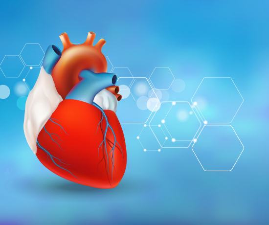 A vector image of a human heart with a decorative background.