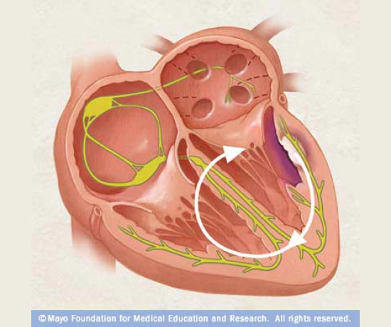 A bisection image of the heart.
